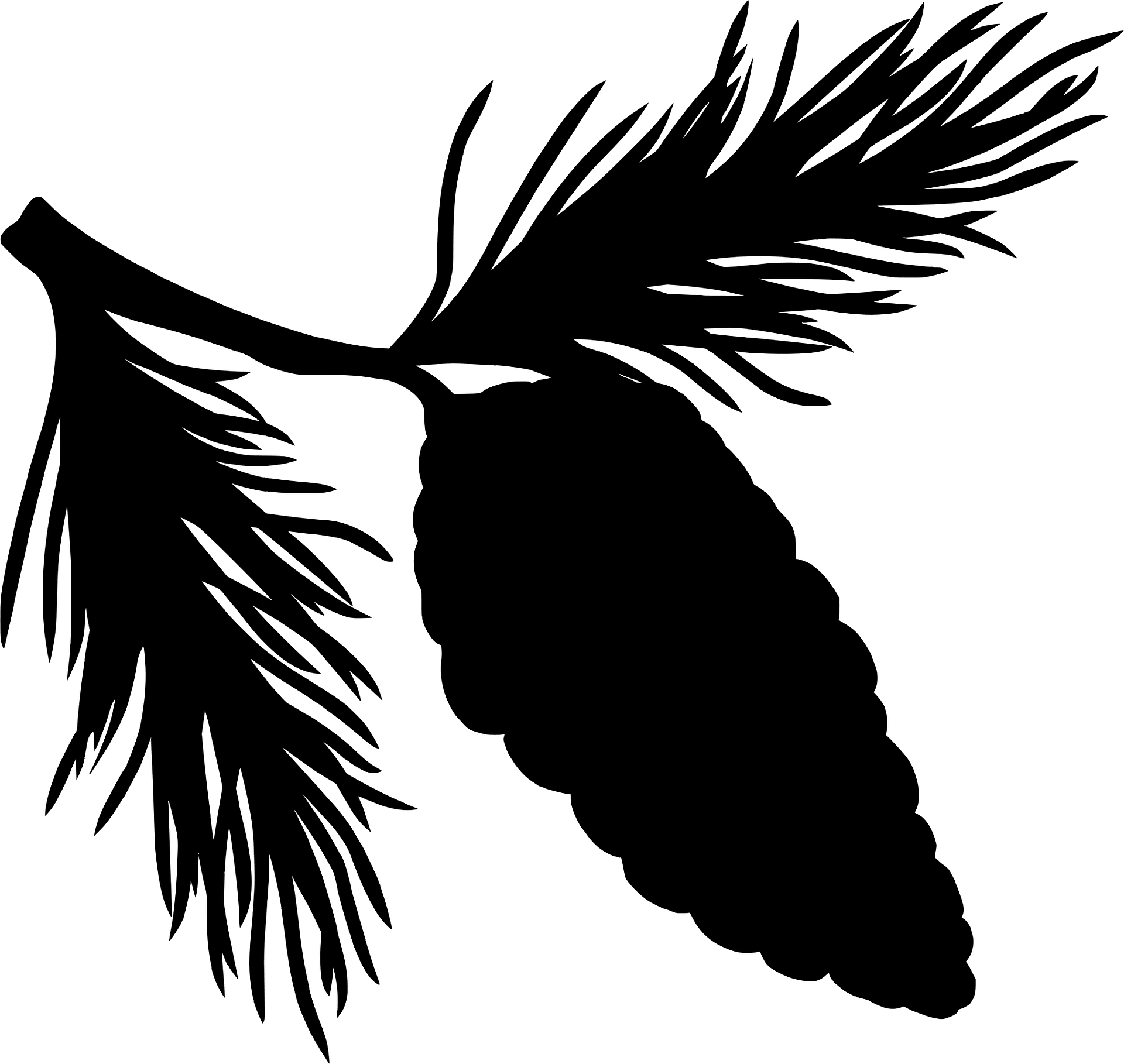 Gymnosperm