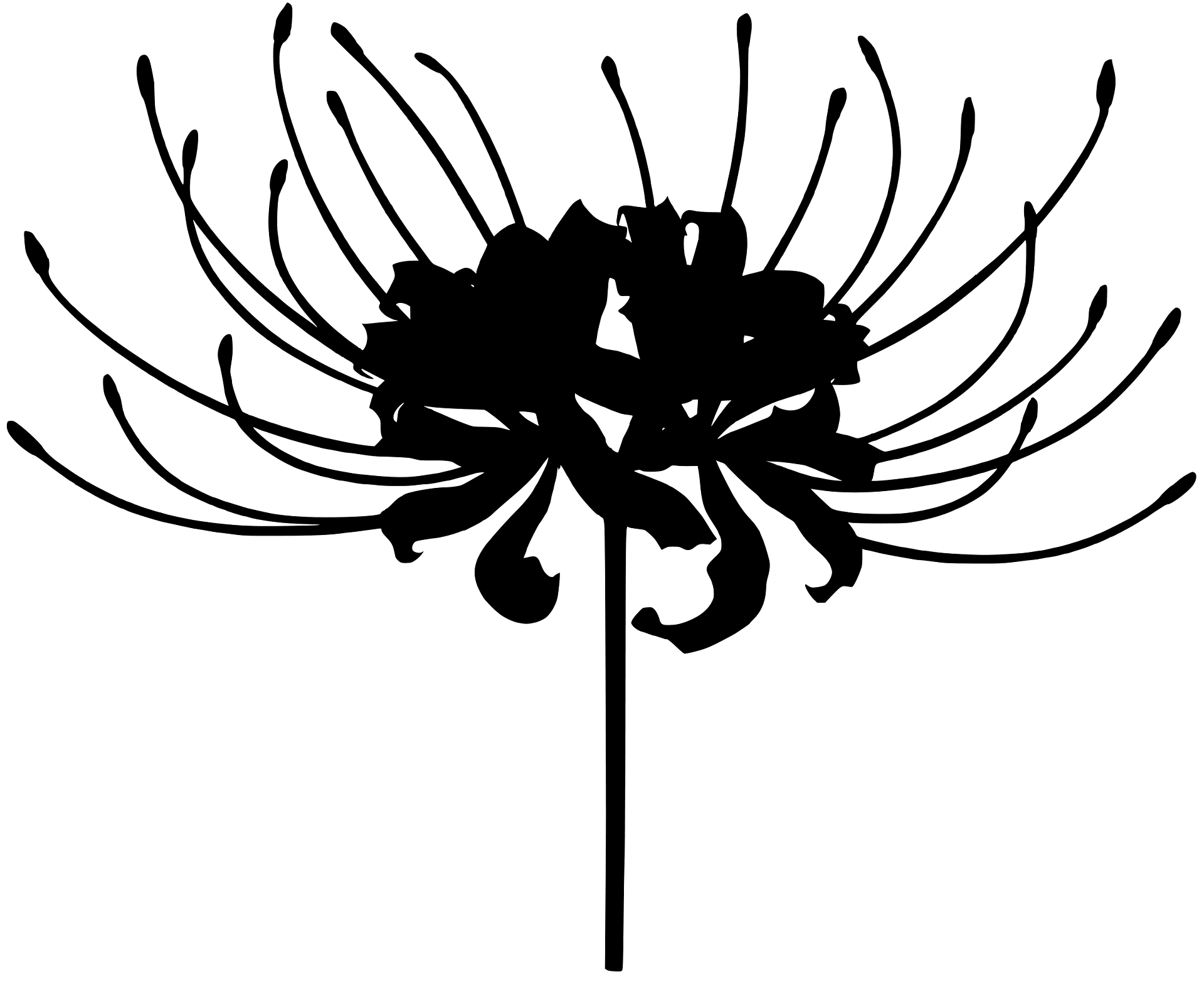 Monocotyledon